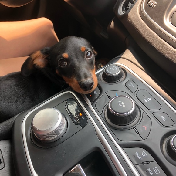 Meet your Posher, Sara - Picture 2 of 4